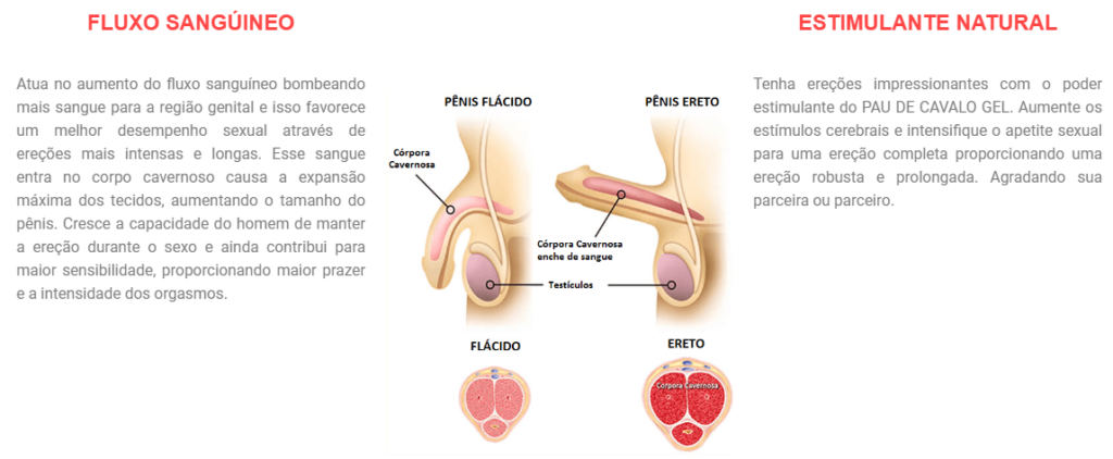 Como funciona a Ereção