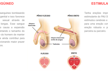 Ereção Masculina : tratamento