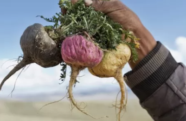 Maca Peruana Com Boro